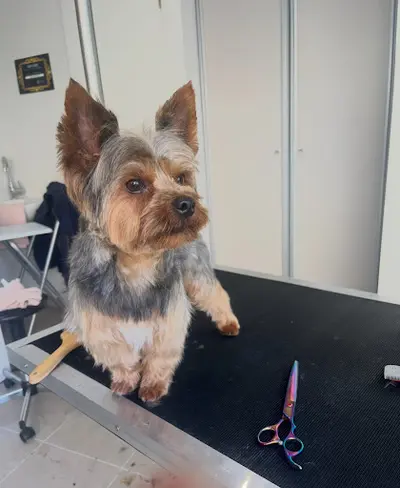 Pile Poil - Toilettage Canin