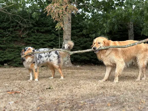 Journée de Woof