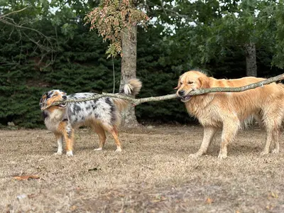 Journée de Woof