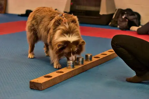 Declick Animal Éducation Canine et Équine en R+ en Normandie, Comportementaliste, Soins Énergétiques, Pet Sitting