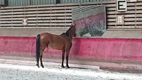 Association du Centre Equestre de Gennevilliers