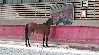 Association du Centre Equestre de Gennevilliers