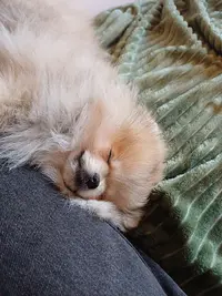 Legendary Land Pomeranian