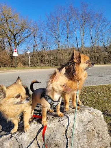 Mont Chien Education + Educateur Canin Comportementaliste