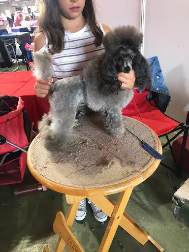 Beauté Canine