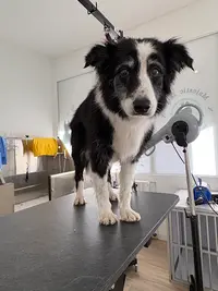 Majestic Dog