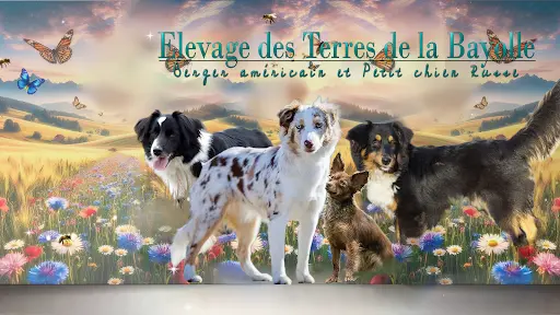 Berger Américain Miniature en Sologne des Terres de la Bayolle