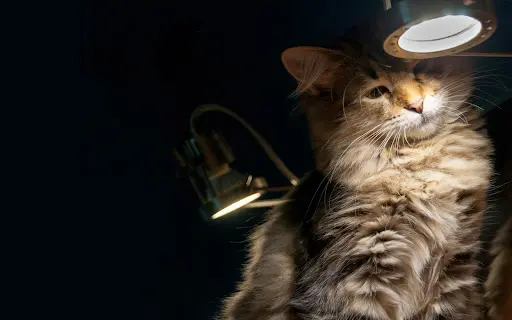 Homesweetcat - Chatterie de l'Écrin Félin