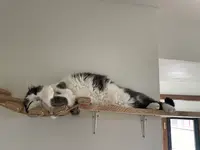Les Chats À Gilles