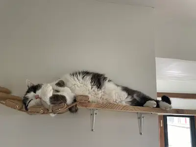 Les Chats À Gilles