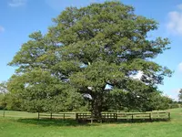 Haras de Ginai