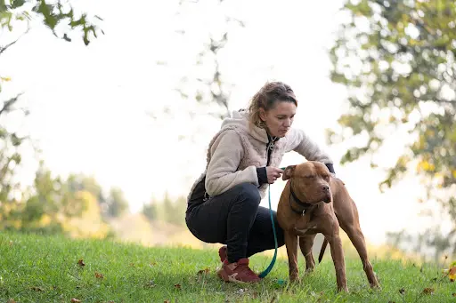 Symdog 15 Éducation Canine