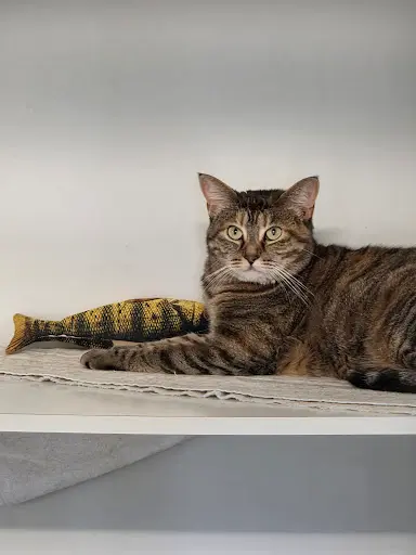 La Chattine - Hotel Pour Chats