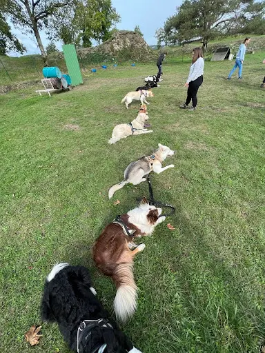 Club Canin