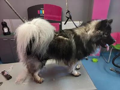 Dog Saloon - Salon de Toilettage À Givet