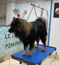 Le Chien Pimpant