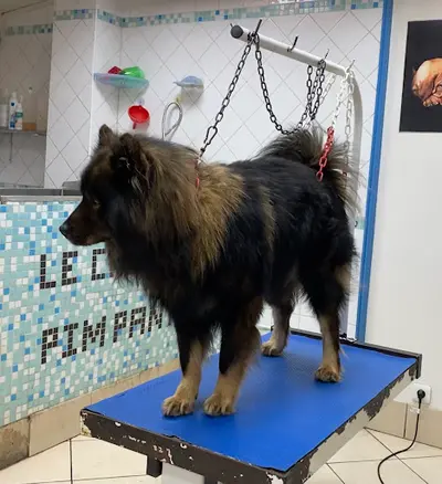 Le Chien Pimpant