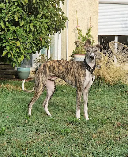 Whippet Of Royal Fragrance