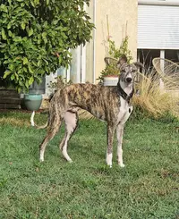 Whippet Of Royal Fragrance