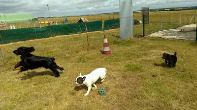 Club D’éducation et D’agility Amiens-glisy