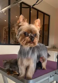 Caprice de Chien