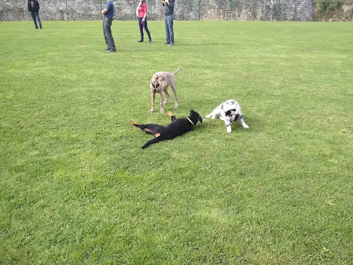 Educateur Canin, Club Canin Golbey