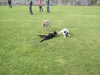 Educateur Canin, Club Canin Golbey