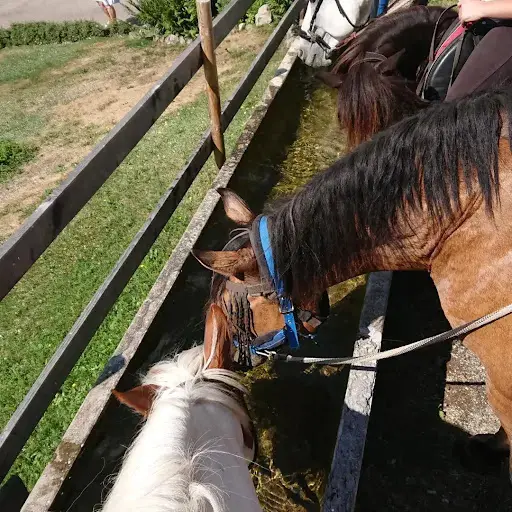 Les Chevaux du Moulin