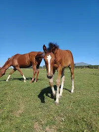Elevage de la Raperie
