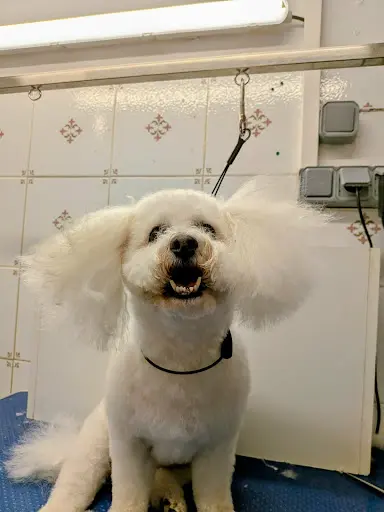 La Mistouflette : Toilettage Canin et Félin