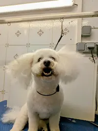 La Mistouflette : Toilettage Canin et Félin