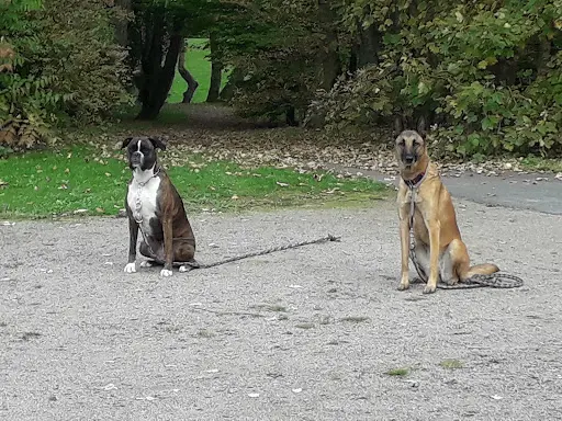 Nord-dog
