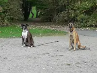 Nord-dog