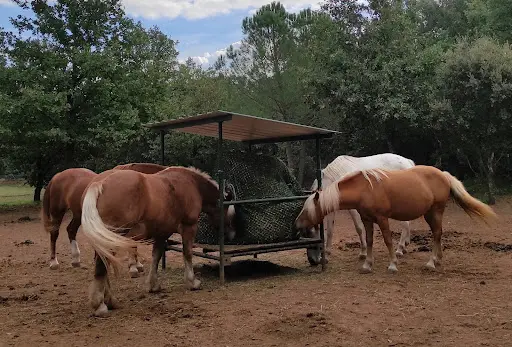 Les Ecuries du Soleil (pension Pour Chevaux)