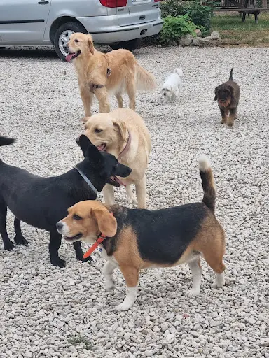 Pension Canine Elliot et Compagnie