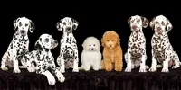 Élevage du Petit Lord (caniches Nains et Toys, Dalmatiens)