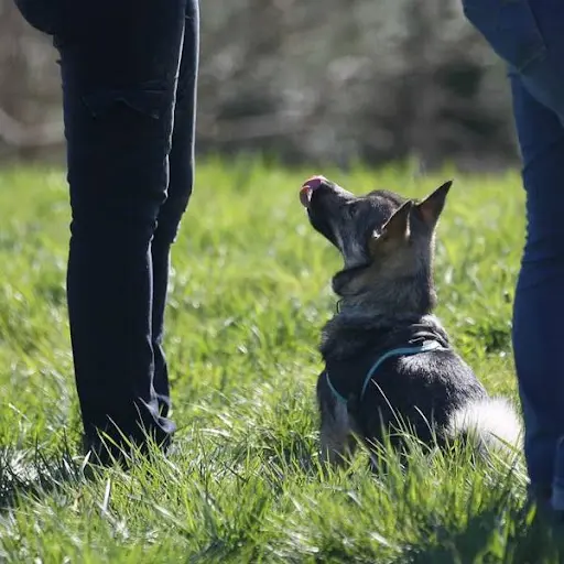 Ea Dogs - Educateur Canin Pau