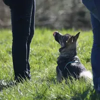 Ea Dogs - Educateur Canin Pau