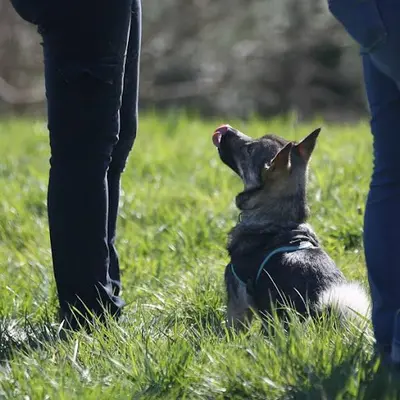 Ea Dogs - Educateur Canin Pau