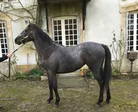 Haras de la Cochere