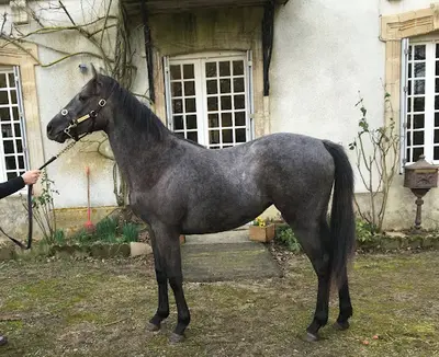 Haras de la Cochere