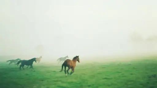 Haras de la Tuilerie