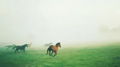 Haras de la Tuilerie