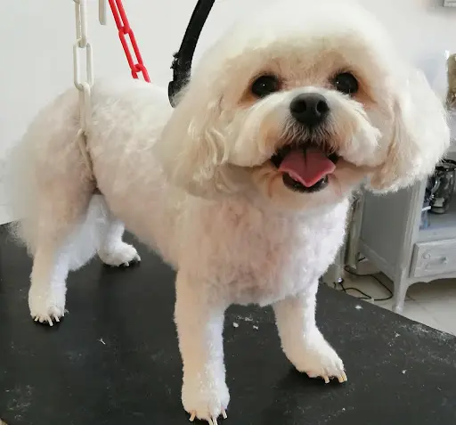 Au Chien Mignon