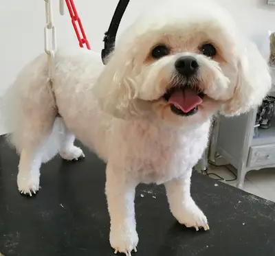 Au Chien Mignon