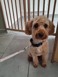 l'Institut Doggy Doux