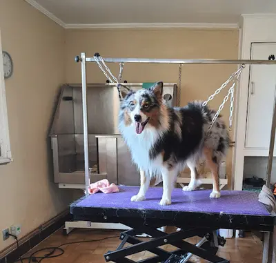Volpino Toilettage Canin