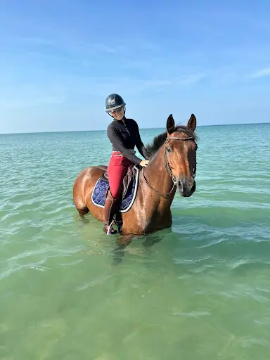 Chevaux de Kingston