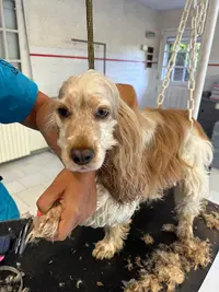 Flash Dog Toilettage