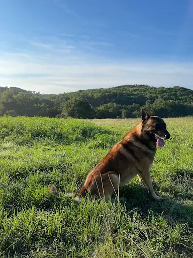 Centre Canin du Haut de l'Arize